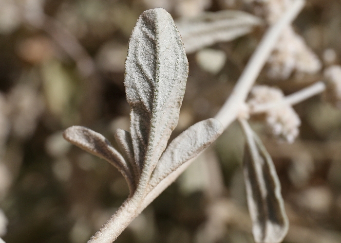 Northern Australian Plants Amaranthaceae